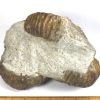 GAL208  MOROCCO AMMONITES - Image 7