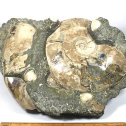 MADAGASCAR AMMONITES