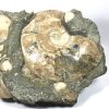 GAL209  MADAGASCAR AMMONITES - Image 2