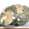 GAL209  MADAGASCAR AMMONITES - Image 3