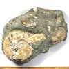 GAL209  MADAGASCAR AMMONITES - Image 6
