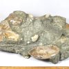 GAL209  MADAGASCAR AMMONITES - Image 5
