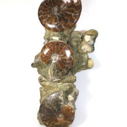 MADAGASCAR AMMONITES