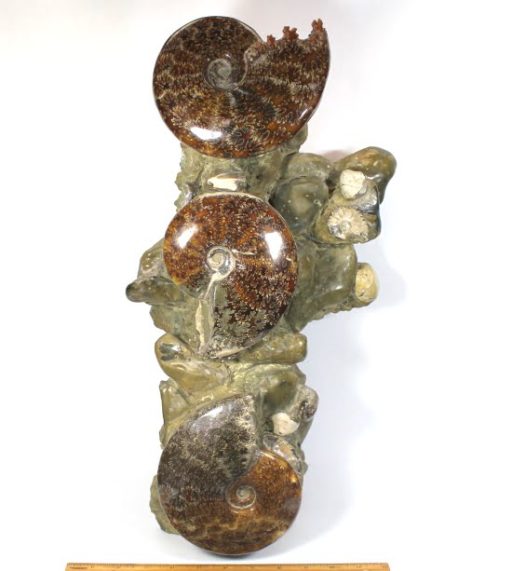 MADAGASCAR AMMONITES