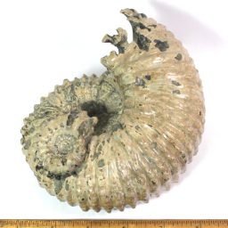 MADAGASCAR AMMONITES