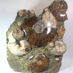 MADAGASCAR AMMONITES