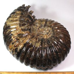 MADAGASCAR AMMONITE