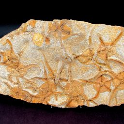 STARFISH FOSSIL PLAQUE