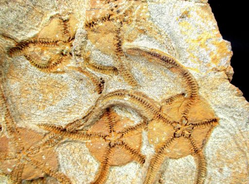 STARFISH FOSSIL PLAQUE