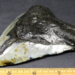 MEGALODON SHARK TOOTH FOSSIL