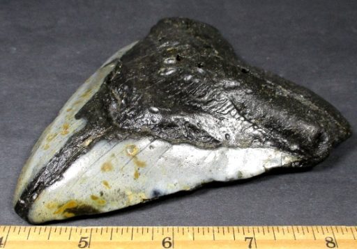 MEGALODON SHARK TOOTH FOSSIL