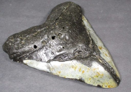 MEGALODON SHARK TOOTH FOSSIL