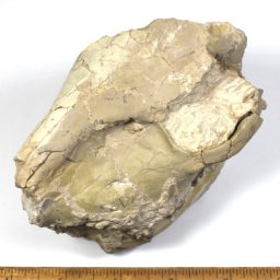 OREODONT FOSSIL