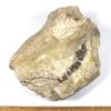 GAL404  OREODONT FOSSIL - Image 2