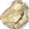 GAL404  OREODONT FOSSIL - Image 6
