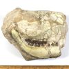 GAL404  OREODONT FOSSIL - Image 5