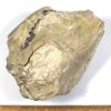 GAL404  OREODONT FOSSIL - Image 4