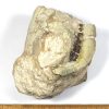 GAL404  OREODONT FOSSIL - Image 3