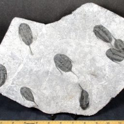 TRILOBITE PLAQUE