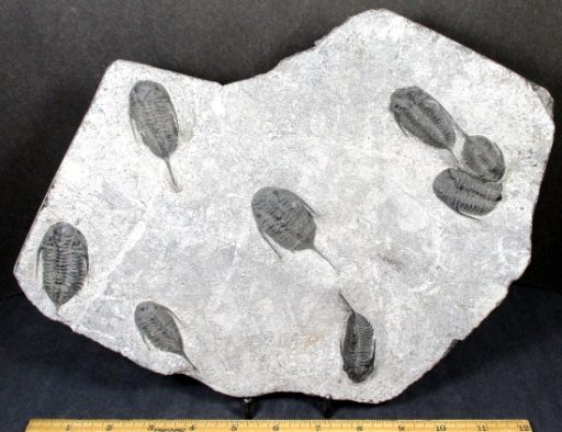 TRILOBITE PLAQUE