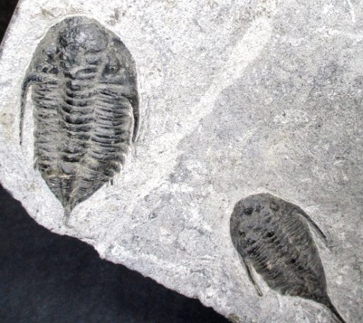 TRILOBITE PLAQUE