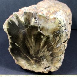 ZIMBABWE PETRIFIED WOOD LIMB