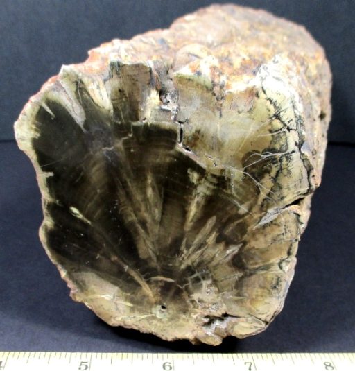 ZIMBABWE PETRIFIED WOOD LIMB