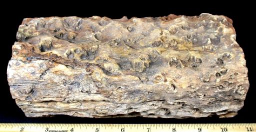 ZIMBABWE PETRIFIED WOOD LIMB