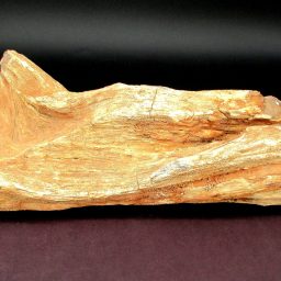 SOUTH DAKOTA PETRIFIED DRIFTWOOD