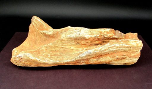 SOUTH DAKOTA PETRIFIED DRIFTWOOD