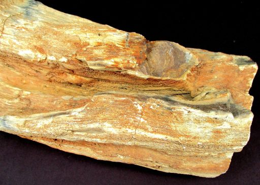 SOUTH DAKOTA PETRIFIED DRIFTWOOD