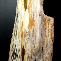 PETRIFIED WOOD