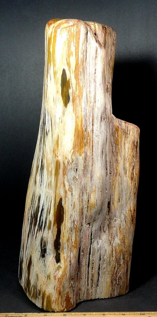 PETRIFIED WOOD