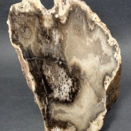 PETRIFIED WOOD