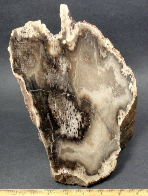 PETRIFIED WOOD