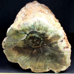 ZIMBABWE PETRIFIED WOOD LIMB