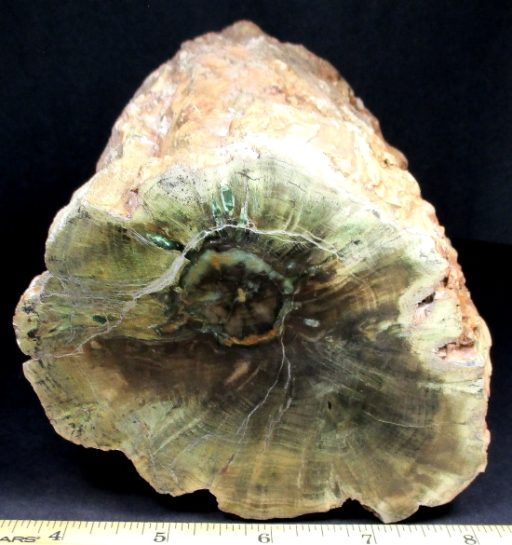 ZIMBABWE PETRIFIED WOOD LIMB