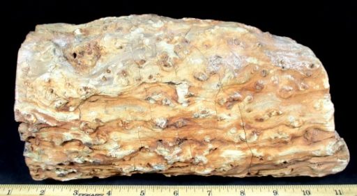 ZIMBABWE PETRIFIED WOOD LIMB