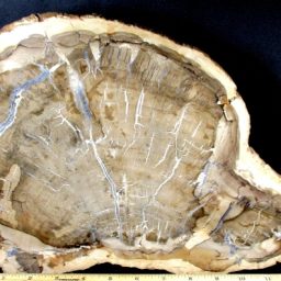 PETRIFIED WOOD SLAB