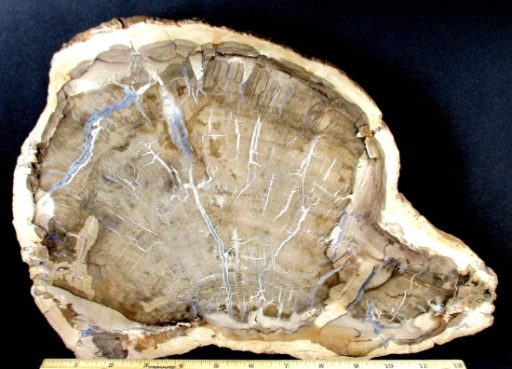 PETRIFIED WOOD SLAB