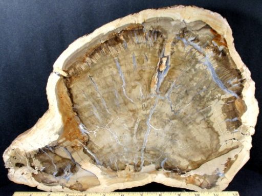 PETRIFIED WOOD SLAB