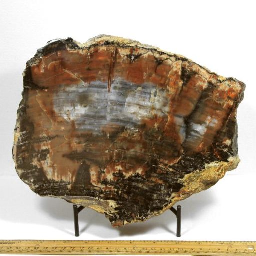 ARIZONA PETRIFIED WOOD