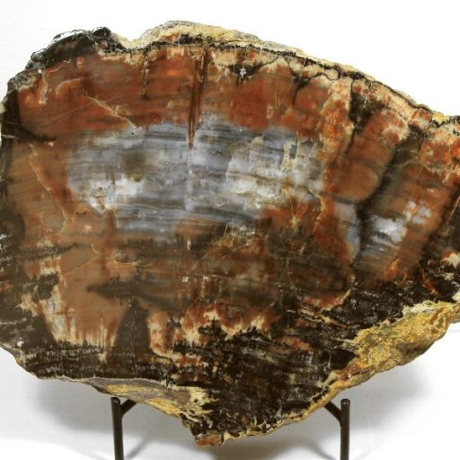 ARIZONA PETRIFIED WOOD