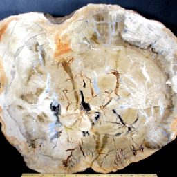 MADAGASCAR PETRIFIED WOOD