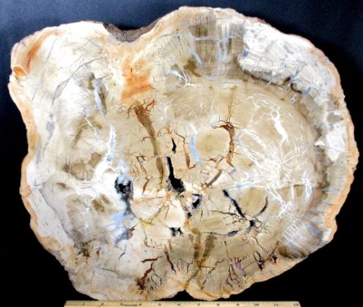 MADAGASCAR PETRIFIED WOOD