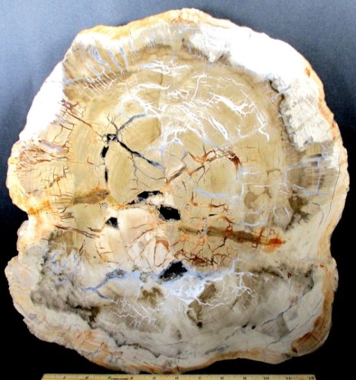 MADAGASCAR PETRIFIED WOOD