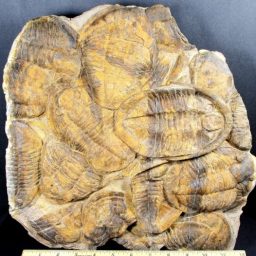 TRILOBITE PLAQUE