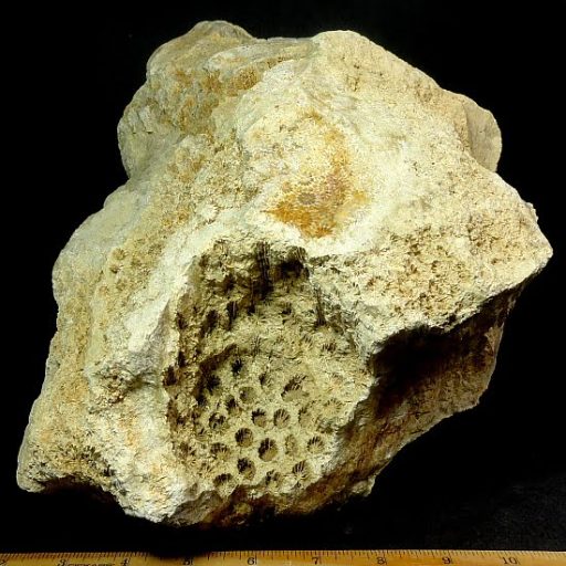 Fossil Coral garden rock from Indonesia