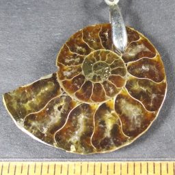 Ammonite