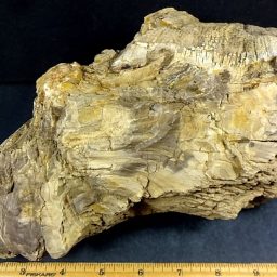 Petrified Wood